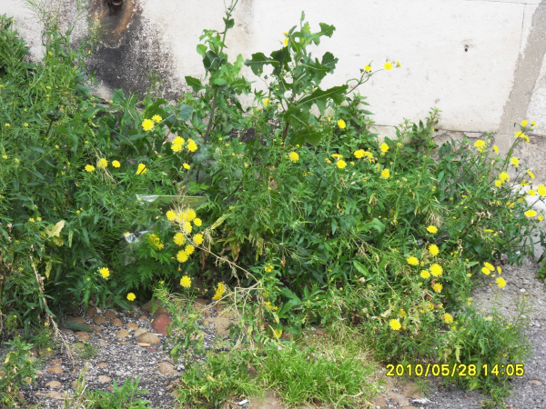 100528_Van Goch-wildflower.jpg