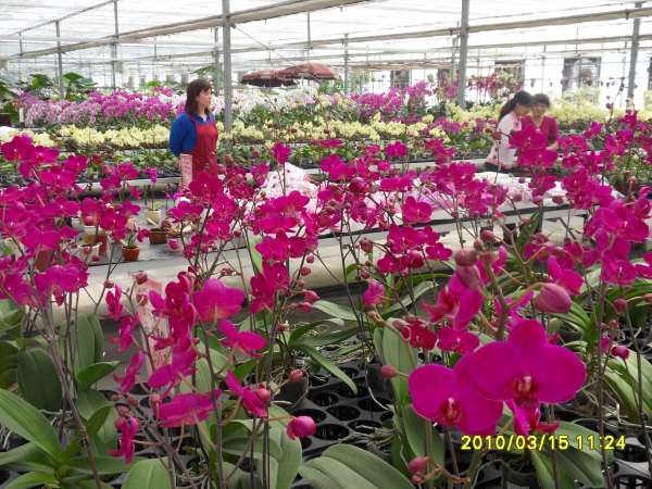 100315-spring in Iran-greenhouse.jpg