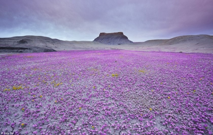 The_magic_carpet_of_scorpion_weed_in_Mojave_Desert,_Utah._Photographed_by_Gu.jpg