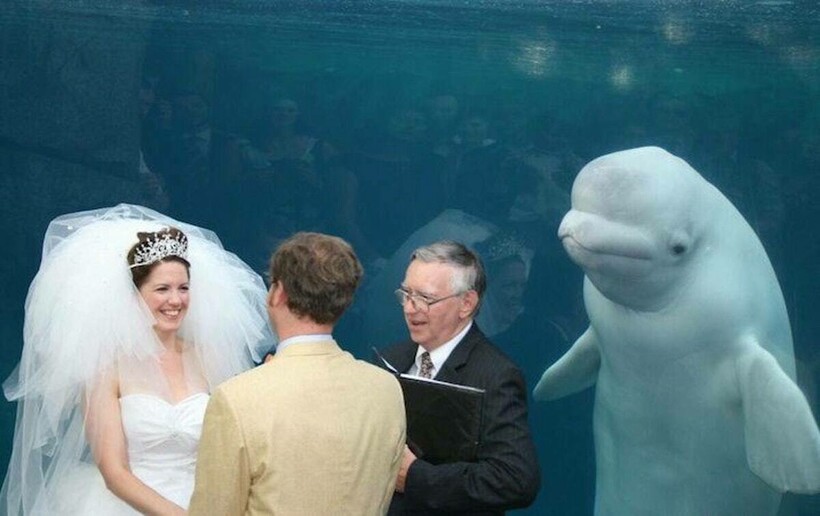 beluga-whale-wedding.jpg