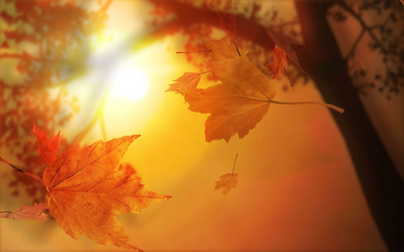 b0fb1_autumn-sunshine.jpg