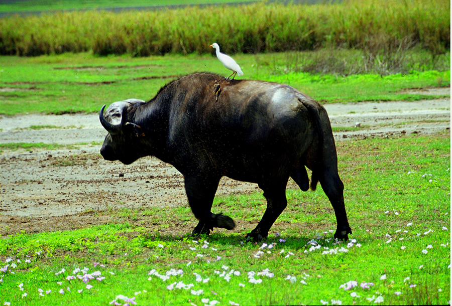 buffaloon-grass.jpg