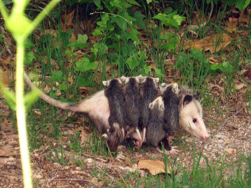 opossum_6.jpg