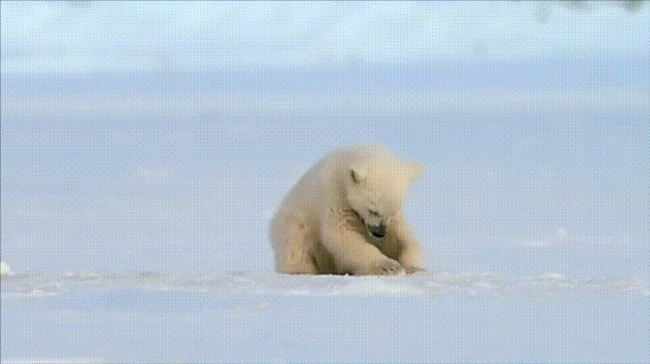 a_baby_polar_bear_was_scared_by_a_seal_guess_hell_take_his_revenge_someday_01.gif