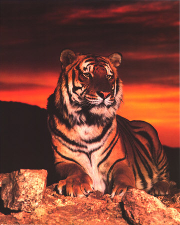 ron-kimball-tiger-at-sunset.jpg