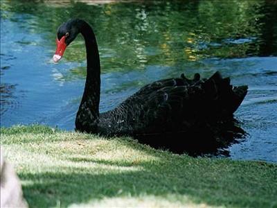 black swan.jpg