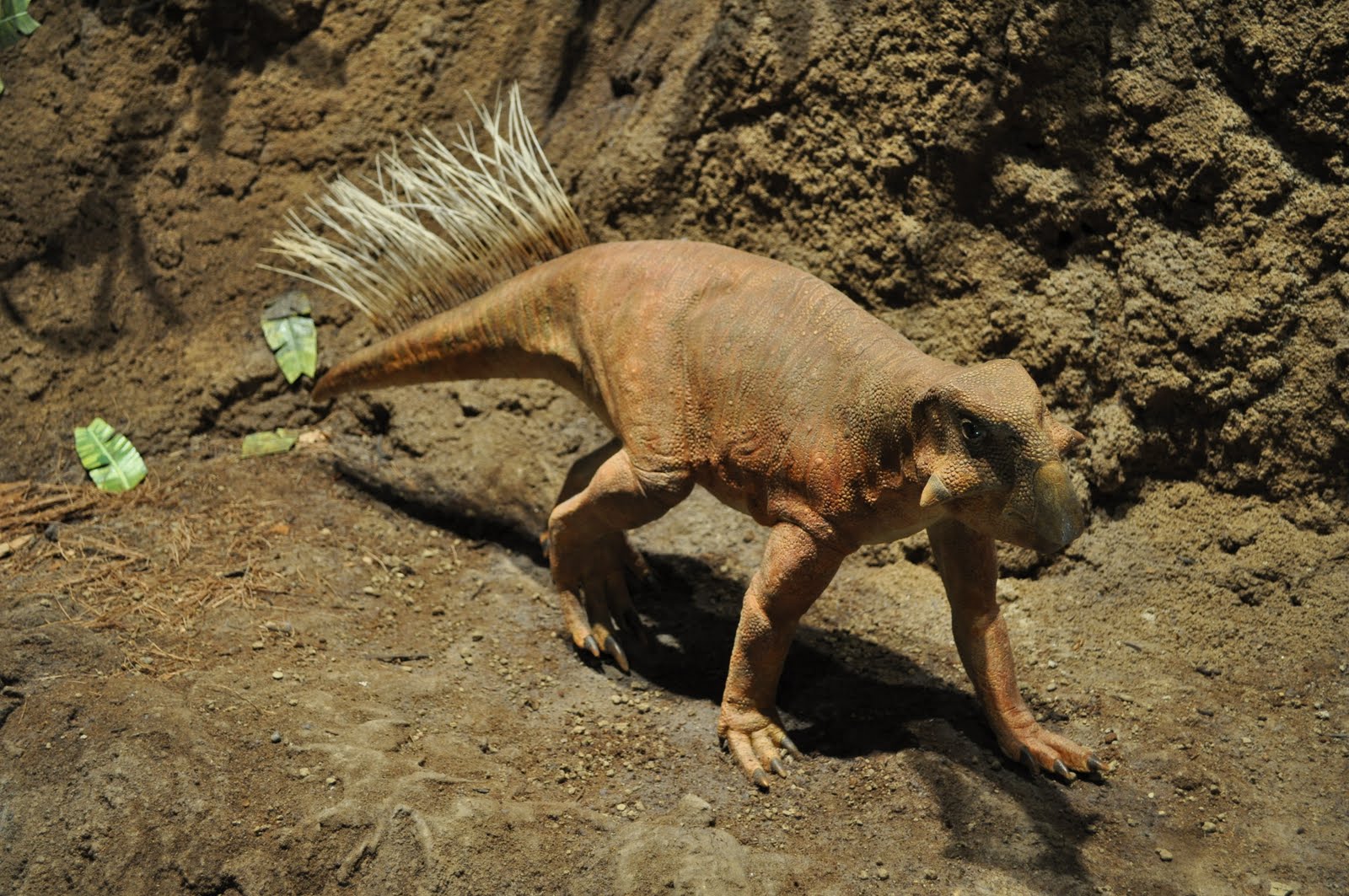 Psittacosaurus reconstruction - CMNH.JPG