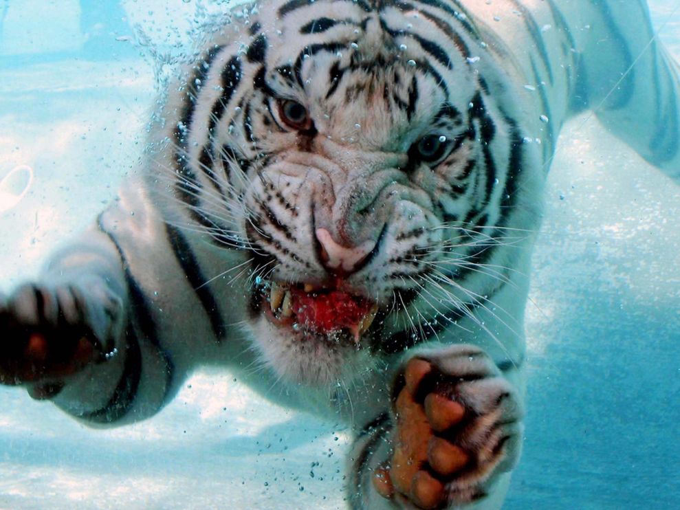 diving-tiger_3629_990x742.jpg