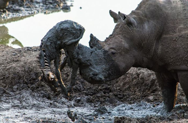 a_rhino_shows_its_nurturing_nature_in_a_touching_rescue_640_03.jpg
