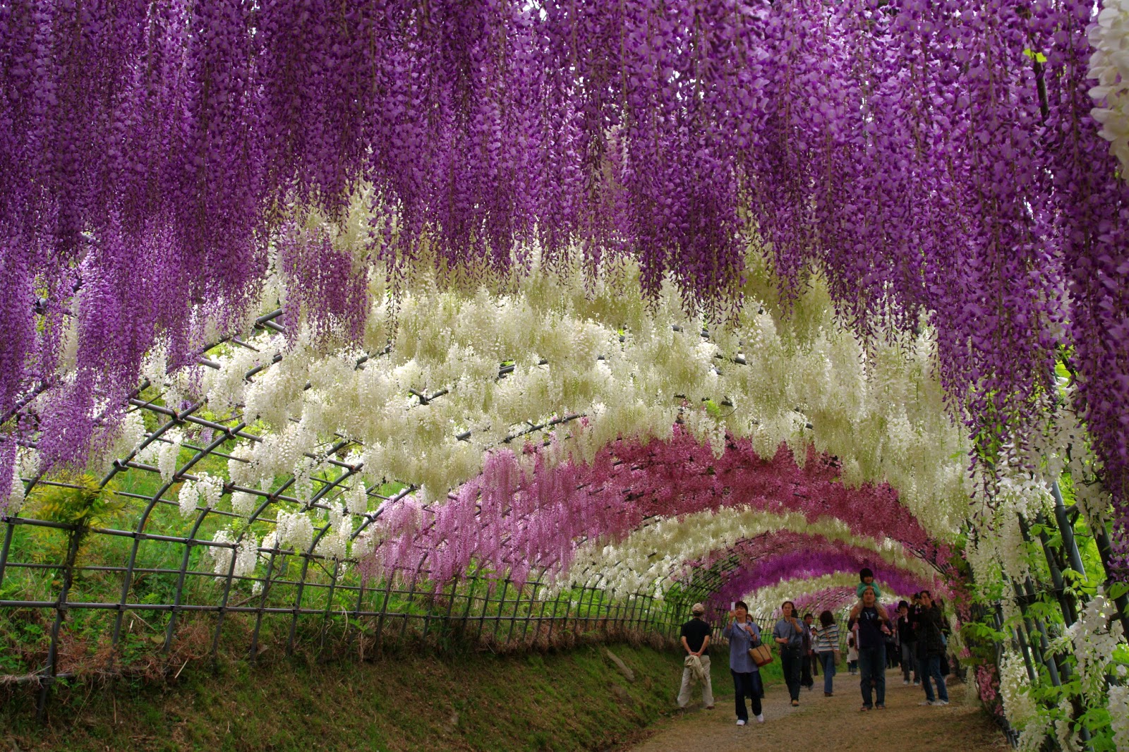 wisteria tunnel japan.jpg