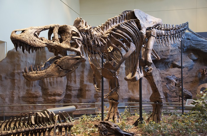 urus_Rex_Holotype.jpg