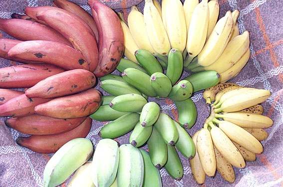 banana-variety.jpg
