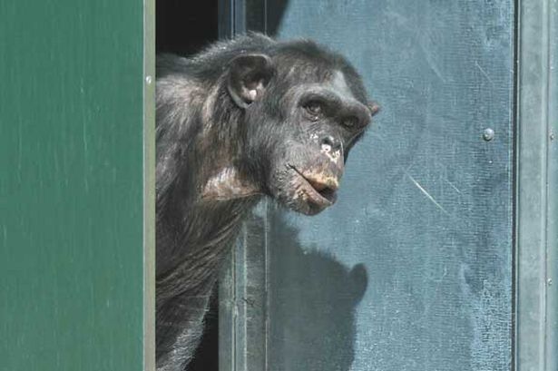 chimpanzees-image-1-418460761.jpg
