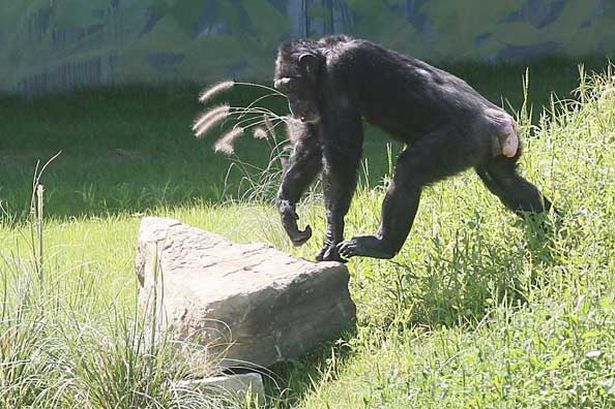 chimpanzees-image-3-280133162.jpg