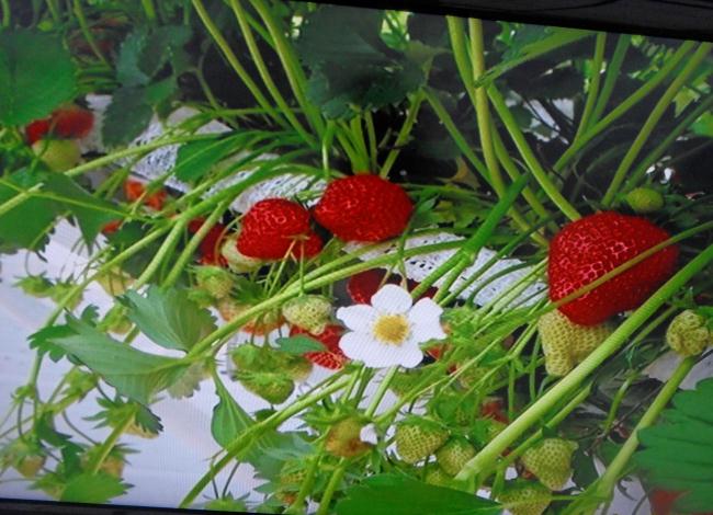 SDC10177 (strawberry).jpg