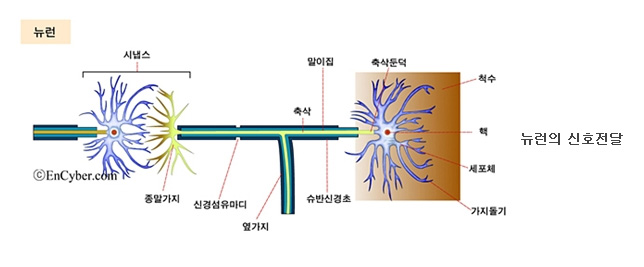 neuron.jpg