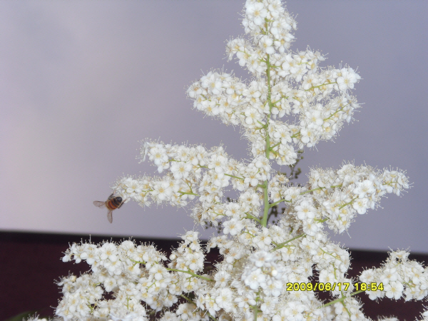 090617_white-bloom.jpg