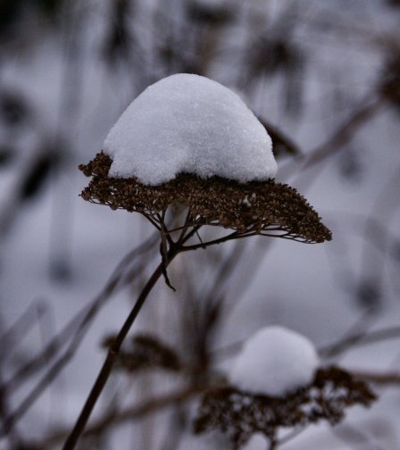 snow-on-hydrangea.jpg