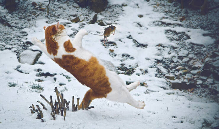 animals_being_delightfully_weird_and_cute_640_16.jpg