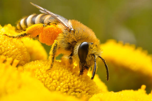 beekeepers_try_to_convince_vegans_to_eat_honey_640_07.jpg