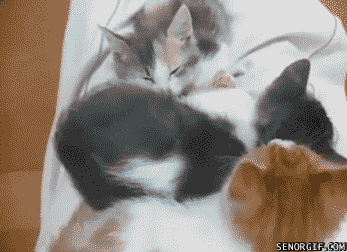 funny-pictures-cat-surprise-gif.gif
