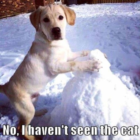 funny_dog_buries_cat_in_snow__4025789536.jpg