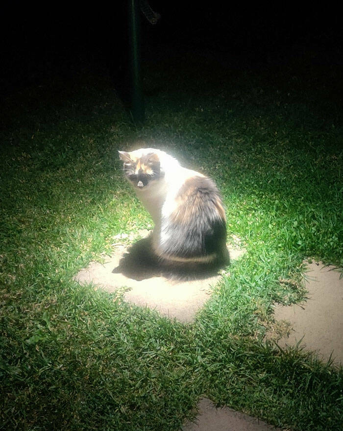 cats_proving_theyre_heavensent_640_high_40.jpg