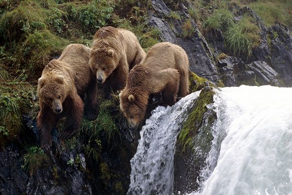 Photo of three brown bears at a waterfall.jpeg