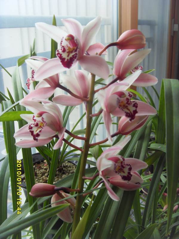 100110-orchid.jpg
