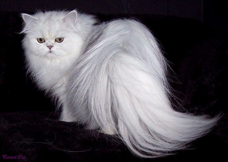 white-persian-cat-kitten-adult-teacup-persian-cat-orange-persian-cat-lion-cut-black-persian-cat-with-green-eyes-dark-gray-persian-cat1.jpg