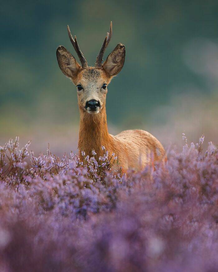 wildlife_as_youve_never_seen_it_640_high_18.jpg