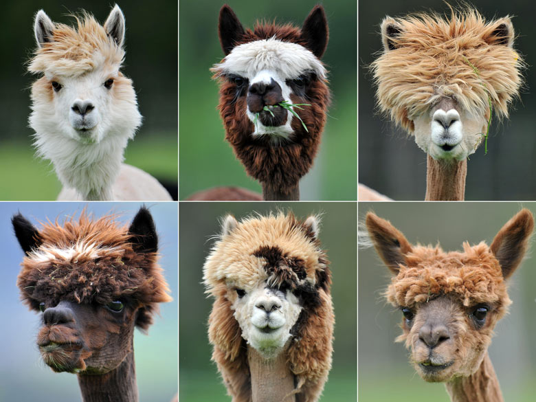 Alpacas hairstyle.jpg