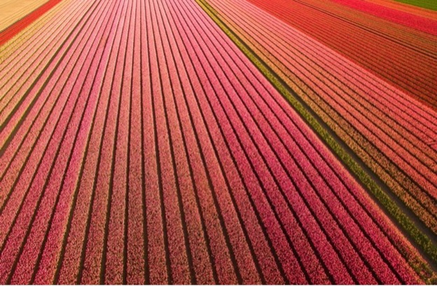 c9a9097a-dutch-tulip-fields.jpg