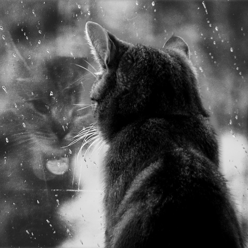 rain-window-cat.jpg