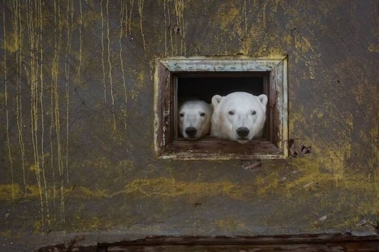 inside_the_ghost_station_now_ruled_by_polar_bears_stunning_photos_from_the_russian_arctic_640_10.jpg