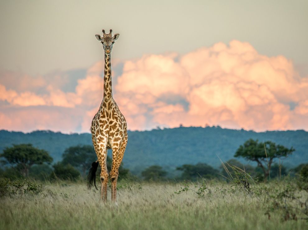 giraffe-sunset-tanzania_68753_990x742.jpg