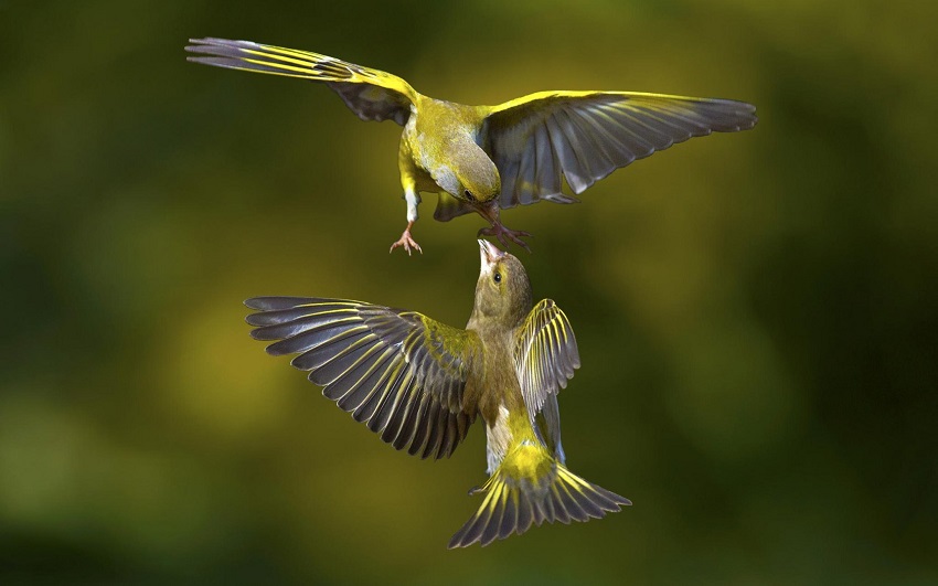 bird-nature-fly-1.jpg