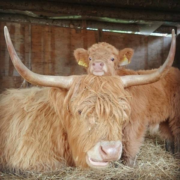 highland_cattle_calves_might_as_well_be_the_most_beautiful_babies_of_all_animals_640_01.jpg