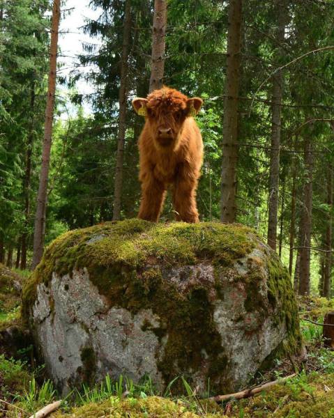 highland_cattle_calves_might_as_well_be_the_most_beautiful_babies_of_all_animals_640_12.jpg