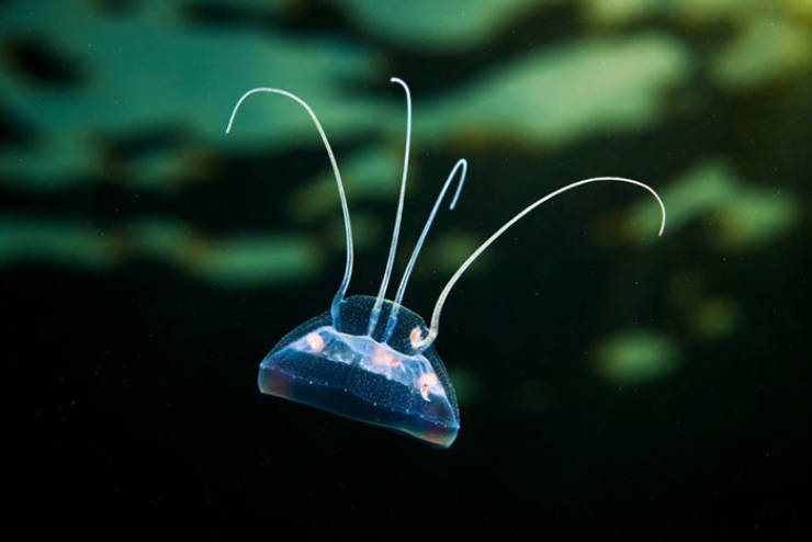marine_biologist_shows_the_most_surreal_underwater_creatures_640_01.jpg
