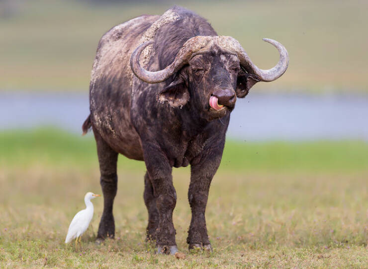 breathtaking_animal_moments_that_capture_natures_magic_640_20.jpg