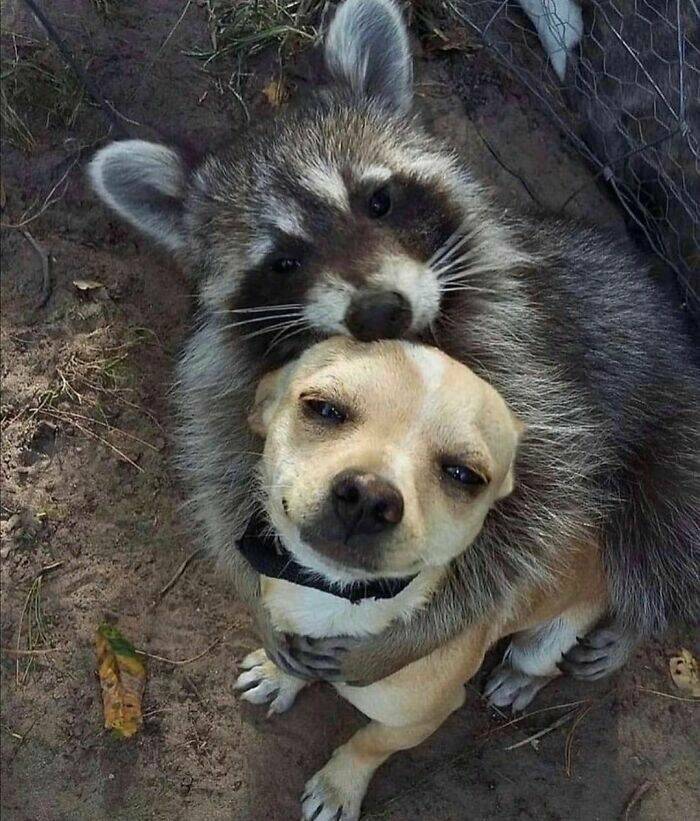 animals_being_hilariously_random_640_high_01.jpg