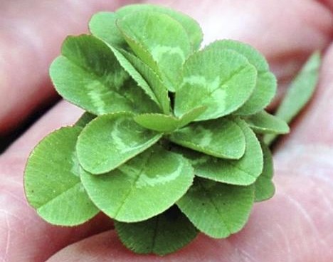 2f_clover_1.jpg