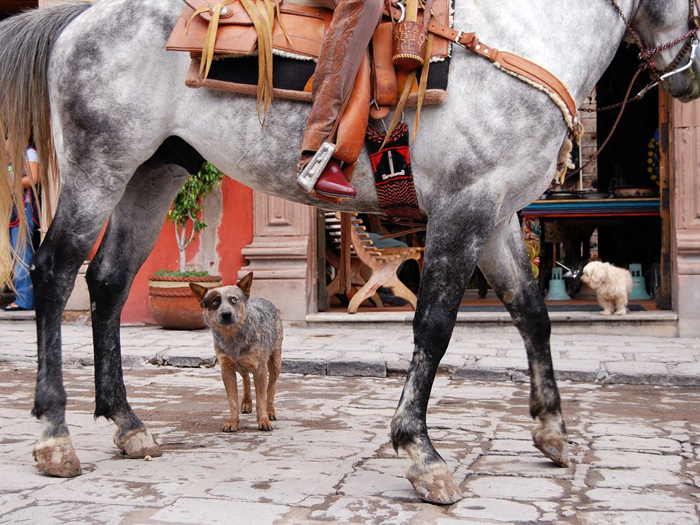  Blue heeler dog and horse in Mexico.jpeg