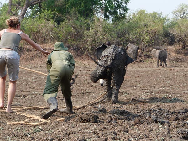 elephants-rescued-from-mud-baby-walking_43512_600x450.jpg
