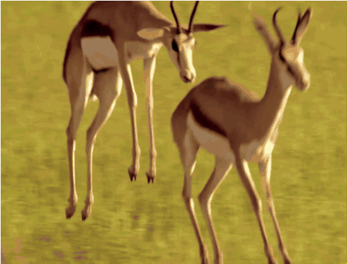 antelope-animated-gif-6.gif