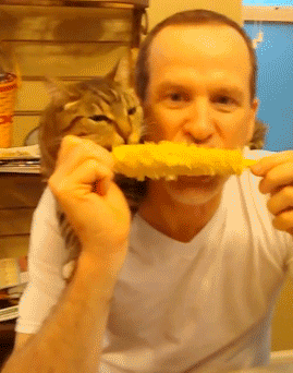 funny-gif-human-cat-eating-corn.gif