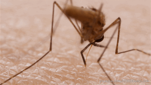 DL_310MosquitoBite_ANOPHELESSAWS_500.gif