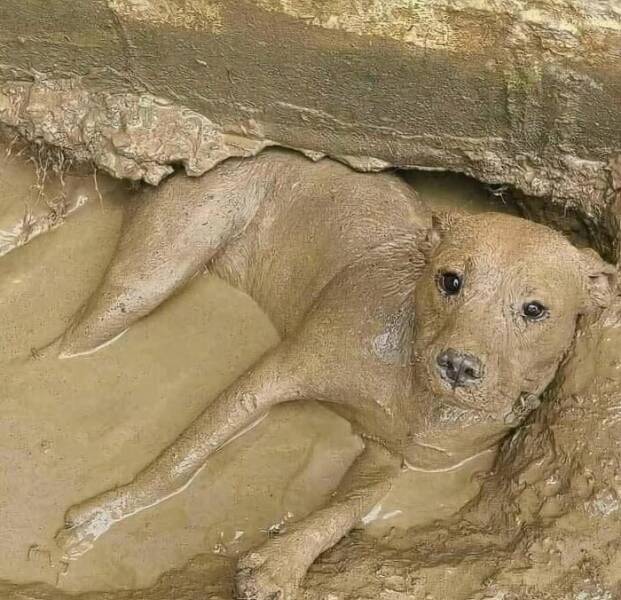 when_animals_went_full_goblin_mode_640_07.jpg