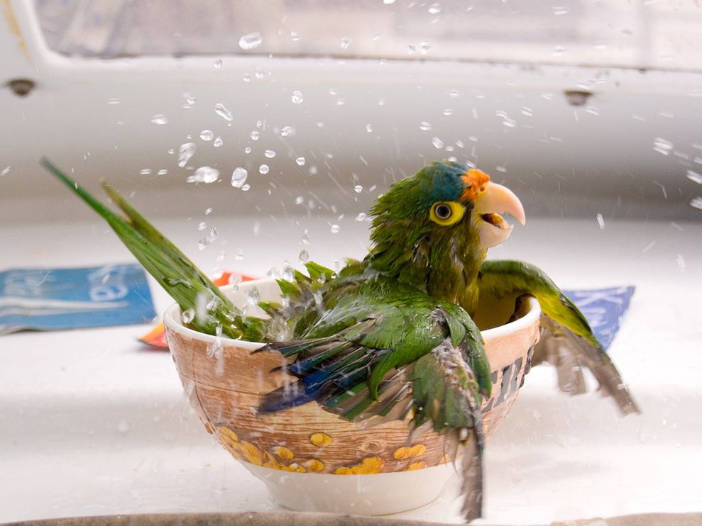 bathing-parrot_17802_990x742.jpg